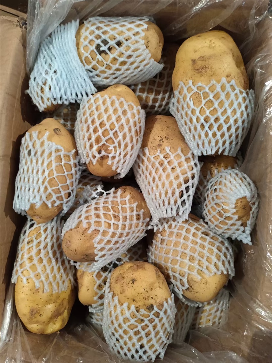 冷库黄心土豆大量有货