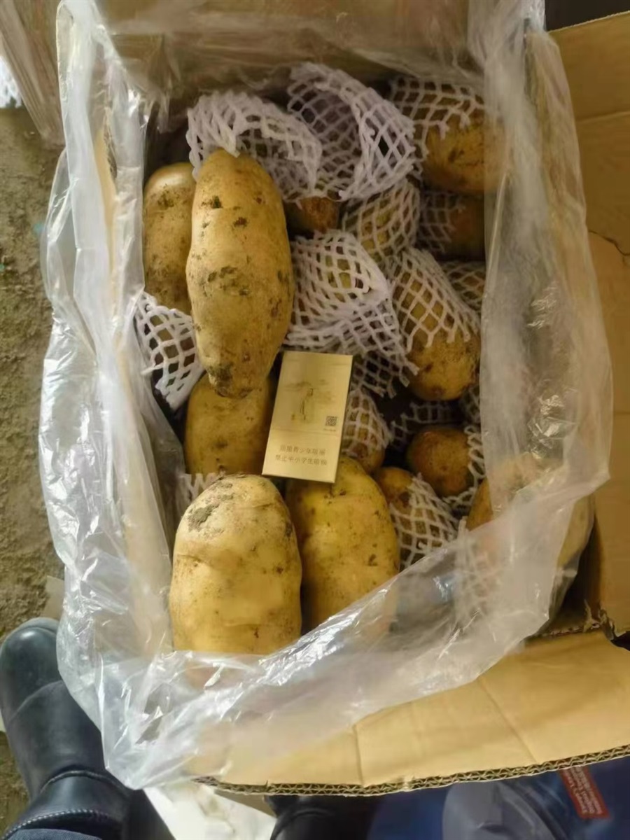 冷库黄心土豆大量有货