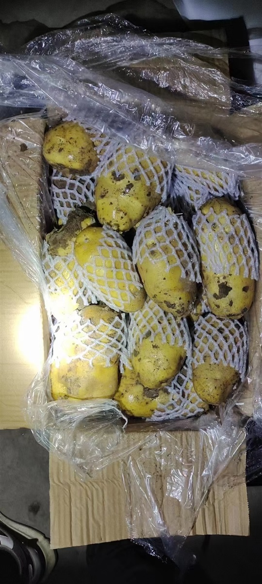 冷库黄心土豆大量有货
