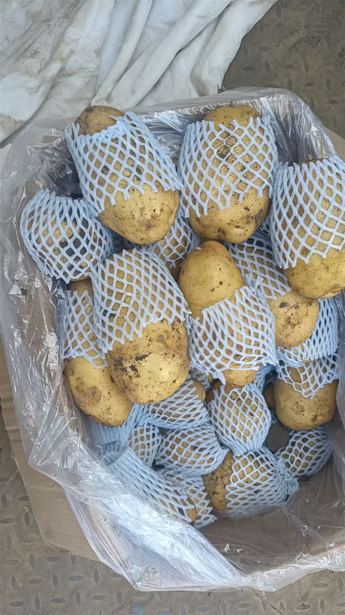 冷库黄心土豆大量有货