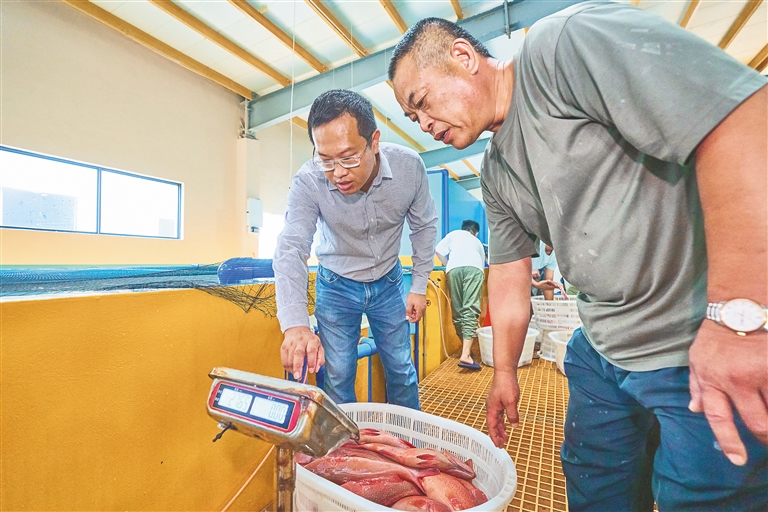 海南文昌冯家湾产业园首批海水养殖东星斑上市