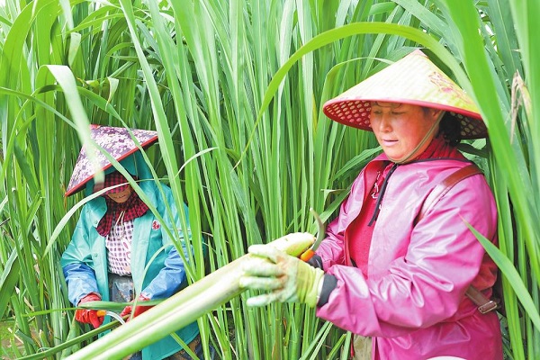 曲靖市千亩茭白迎丰收