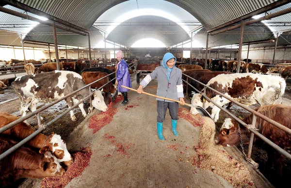 昆明市寻甸县肉牛产业链