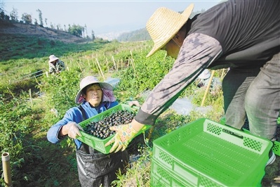 云南马关县红果参种植基地