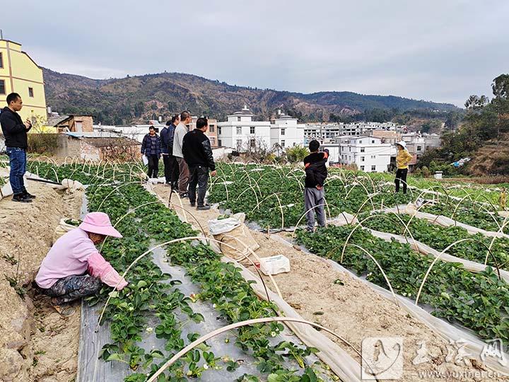 玉溪市推动草莓产业转型升级观察