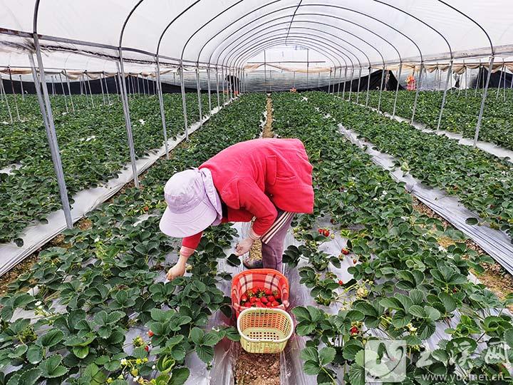 玉溪市推动草莓产业转型升级观察