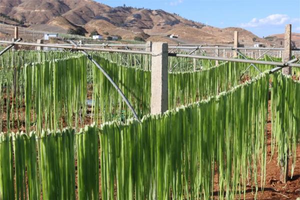 小贡菜里的大“钱”景