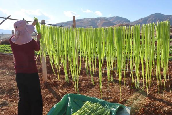 小贡菜里的大“钱”景