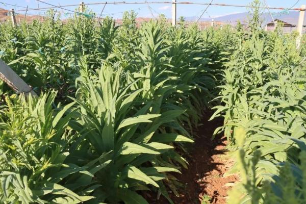 小贡菜里的大“钱”景