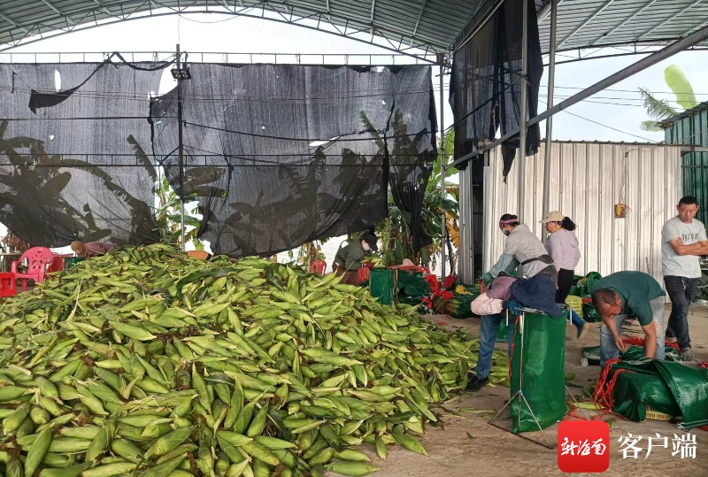 海南日均万余吨新鲜果蔬供应内地市场