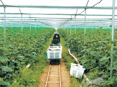 景东彝族自治县菜篮子