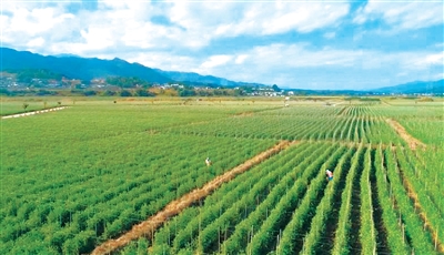 景东彝族自治县菜篮子