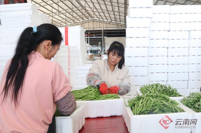 冷链物流助力勐捧果蔬一路领“鲜”