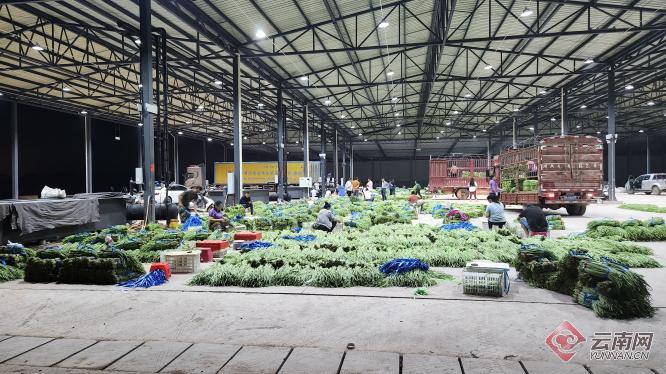 冷链物流助力勐捧果蔬一路领“鲜”