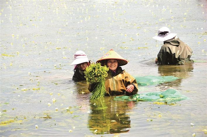 洱源海菜入沪之旅