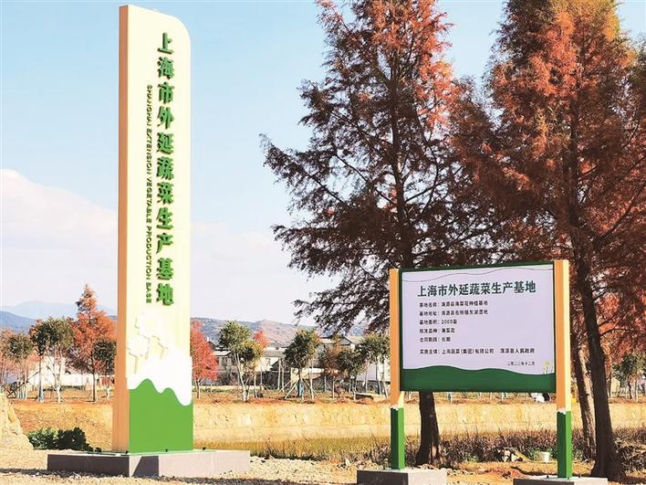 洱源海菜入沪之旅