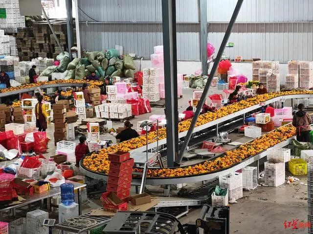 成都智慧冷库龙年开工忙