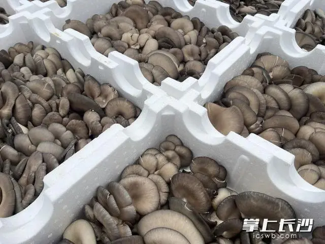 湘阴田头冷库帮助特产抢“鲜”机