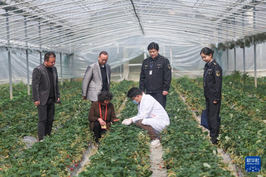 草莓之乡开展“草莓放心购”食品质量安全检查活动