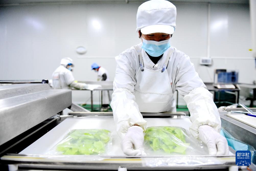 河北深州净菜工厂