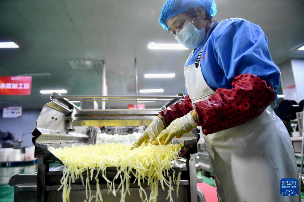 河北深州净菜工厂