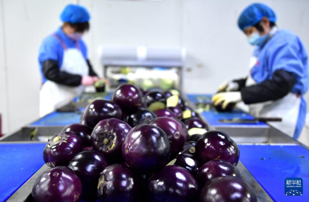 河北深州净菜工厂丰富京津“菜篮子”