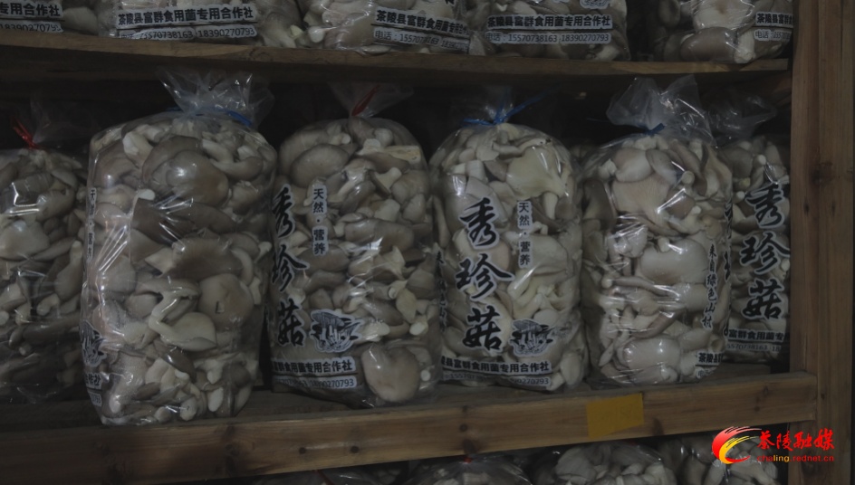 茶陵食用菌