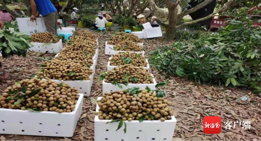 乐东种植的龙眼远销全国十多个省份