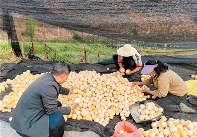 镇沅人参果产业链