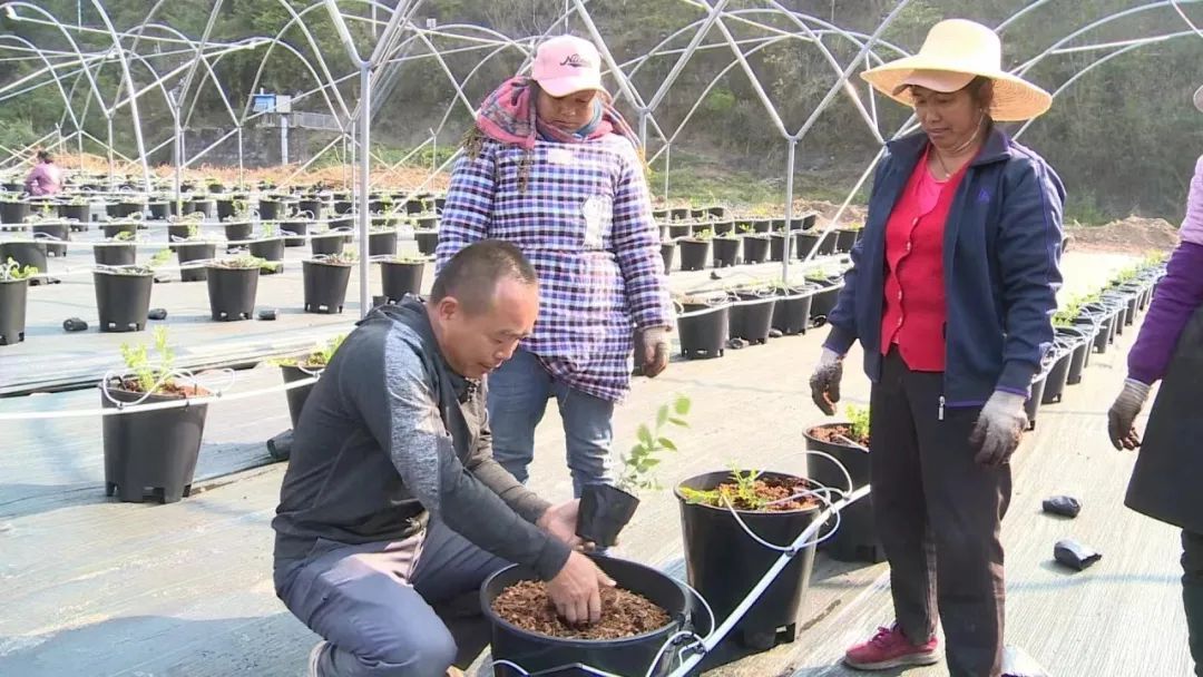 云南普洱热情果等水果种植产业链