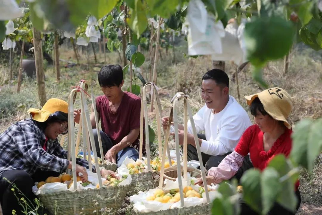 云南普洱热情果等水果种植产业链