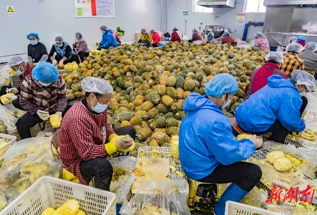 冷链火热了株洲市茶陵县