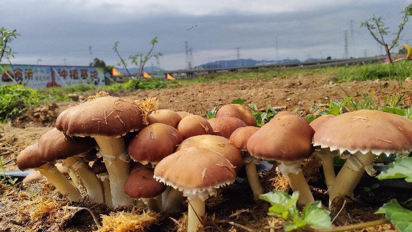 南华县食用菌产业链