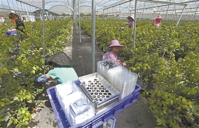 国产蓝莓接棒进口蓝莓上市,物美价廉走薄利多销路线