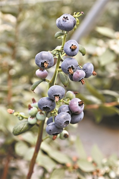 国产蓝莓接棒进口蓝莓上市