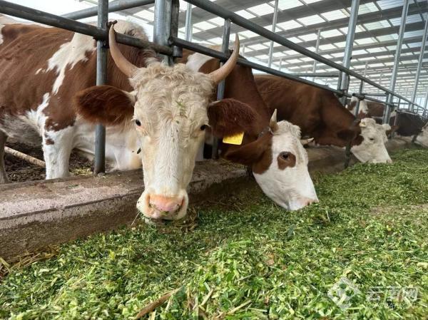 普洱景谷肉牛养殖产业链