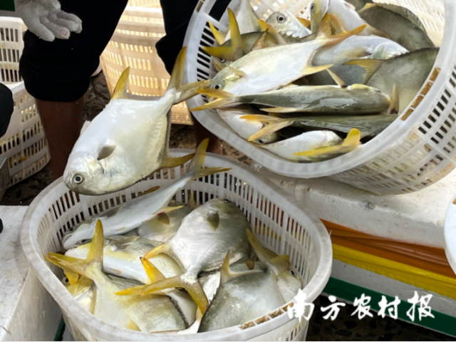 广东一季度出口农产品292亿元，预制菜将持续扩大出口