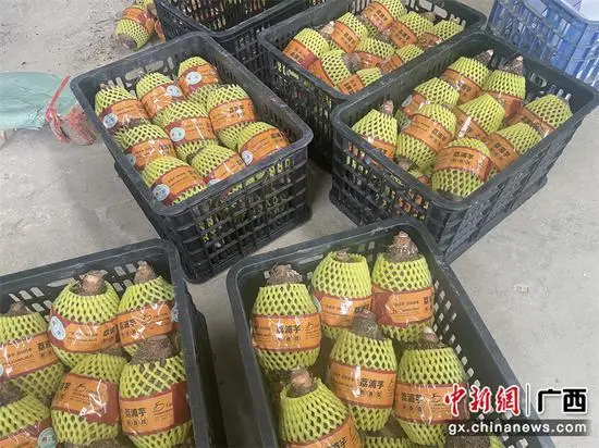 广西供销社打造荔浦芋头全程冷链项目