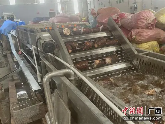 广西供销社打造荔浦芋头全程冷链项目