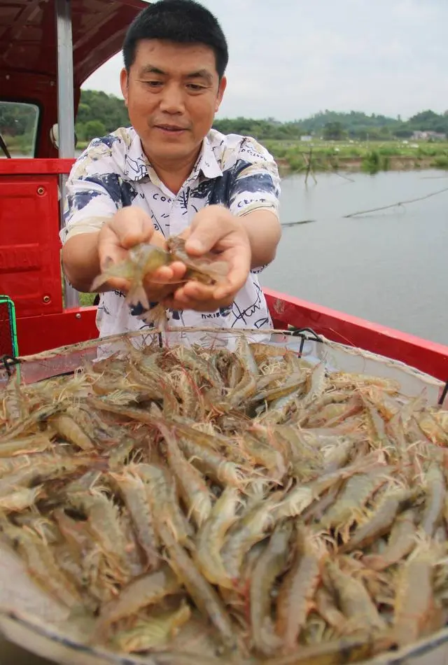 四川自贡大安南美白对虾、大安高粱、大安大米加入供应链