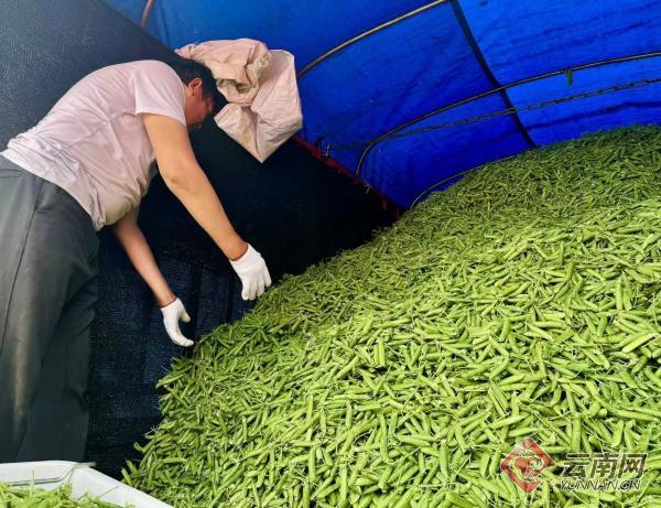 云南昭阳区2.5万亩水果豌豆迎来丰收季