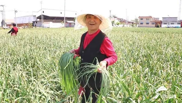 方家村蒜薹喜获丰收 外地采购商开秤收购