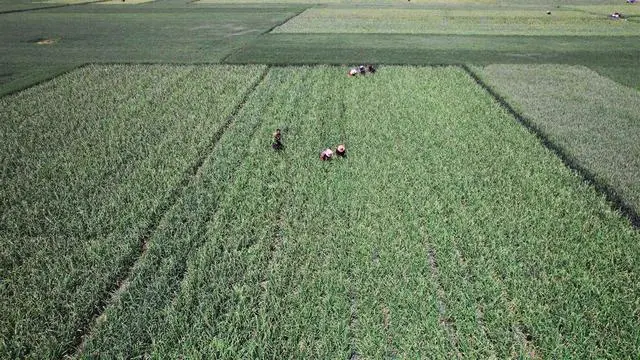 罗庄区沂堂镇15000亩蒜薹喜丰收