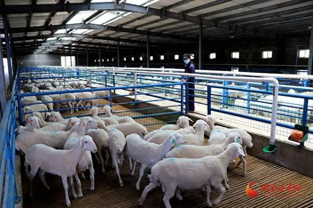 民勤县携手肉羊养殖企业做强产业链
