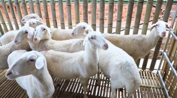 普洱宁洱首次规模化试养殖的湖羊基地