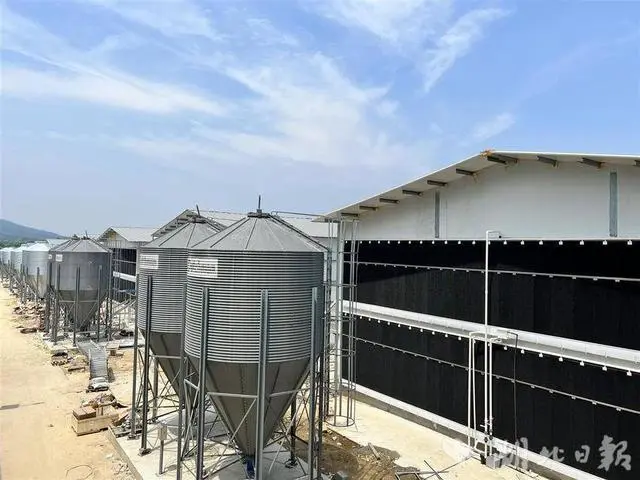 建成华中单体最大蛋鸡产业园 黄陂产鸡蛋即将端上香港市民餐桌