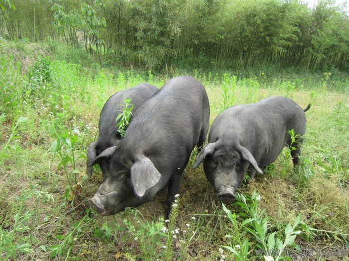 屯昌力争今年黑猪出栏量增至18万头