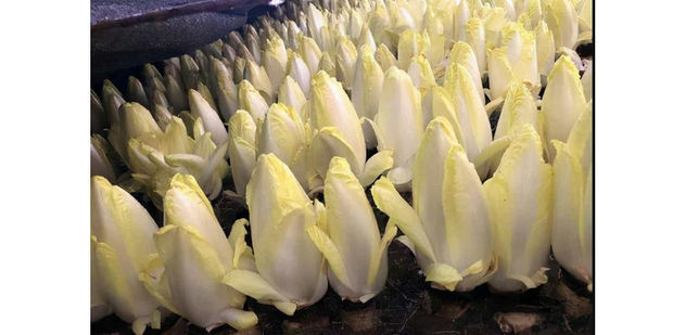 蓟州“金玉兰菜”进京记