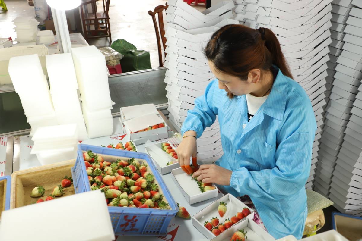 沪滇协作助力巧家草莓产业提质升级