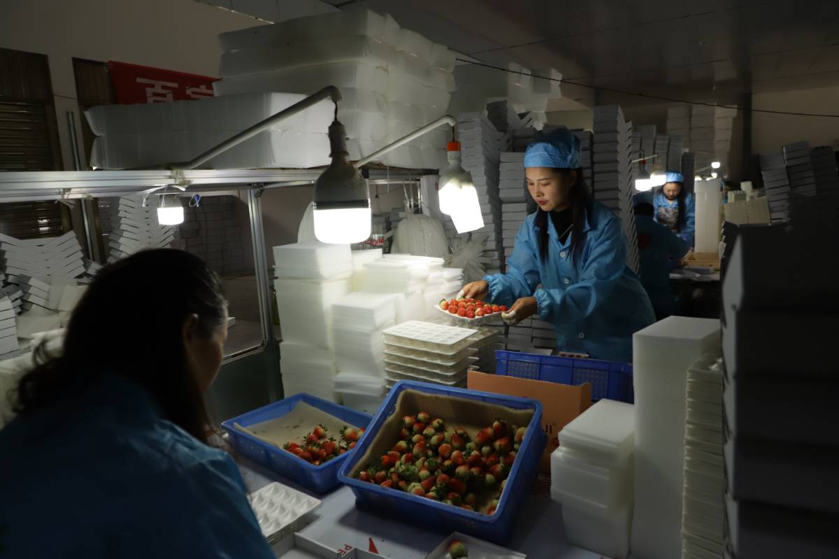 沪滇协作助力巧家草莓产业提质升级